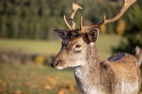 Stock Image: Portrait of a deer in Bavaria
