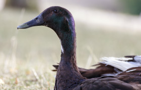 Stock Image: Portrait of a Duck on a organic Farm