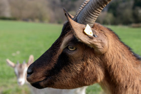 Stock Image: Portrait of a goat