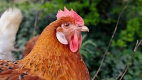 Stock Image: Portrait of a happy hen
