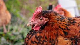 Stock Image: Portrait of a happy organic hen