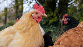 Stock Image: Portrait of a hen