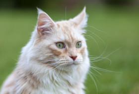 Stock Image: Portrait of a Maine Coon Cat with green eyes on beautiful bokeh