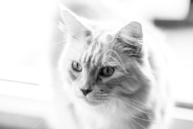 Stock Image: portrait of a maine coon cat