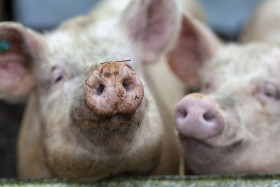 Stock Image: Portrait of a Pig
