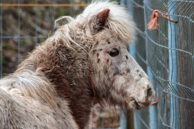 Stock Image: Portrait of a pony