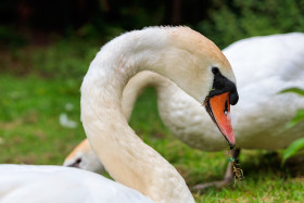 Stock Image: Portrait of a Swan