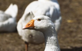 Stock Image: portrait of a white goose