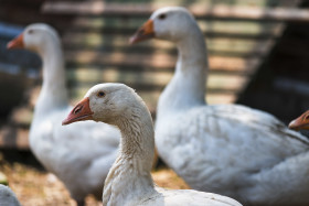 Stock Image: portrait of a white goose