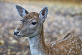 Stock Image: Portrait of an deer