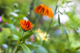 Stock Image: Pot Marigold (Calendula officinalis) on blur background.