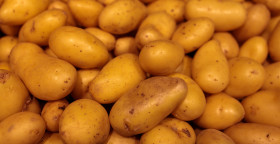Stock Image: Potato background