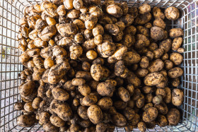 Stock Image: potatoes in the harvest basket