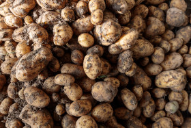 Stock Image: potatoes soiled with earth