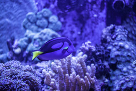 Stock Image: Power Blue Surgeonfish or Blue Tang