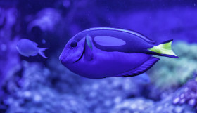 Stock Image: Power Blue Surgeonfish or Blue Tang