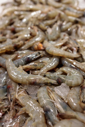 Stock Image: Prawns