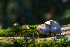 Stock Image: pretty mushrooms on a tree trunk