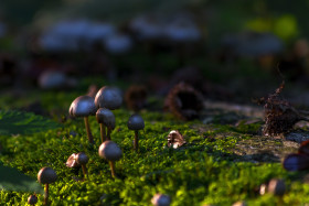 Stock Image: pretty mushrooms on forest floor