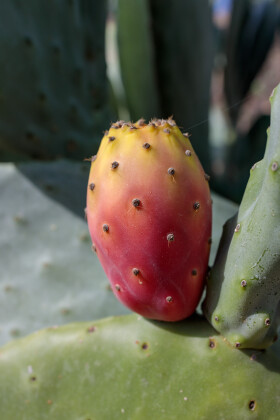 Stock Image: Prickly pear cactus close up with fruit in red color, cactus spines.