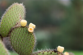 Stock Image: Prickly pear cactus (Opuntia ficus-indica) with sweet orange fruits.