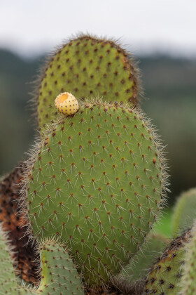 Stock Image: Prickly pear cactus (Opuntia ficus-indica) with sweet orange fruits.