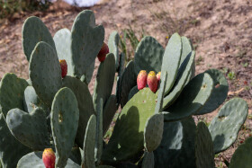 Stock Image: Prickly pear cactus with fruit in red color, cactus spines.