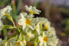 Stock Image: Primula veris or Cowslip Flower