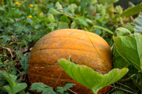 Stock Image: Pumpkin in the field