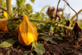 Stock Image: Pumpkin in the garden