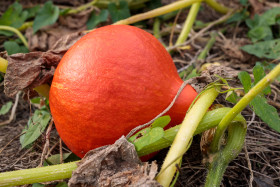 Stock Image: Pumpkin lies in a field and ripens