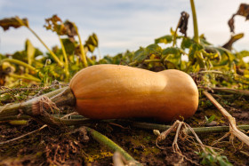Stock Image: Pumpkin on a field