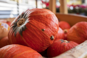 Stock Image: Pumpkins Gourds on Farmers Market