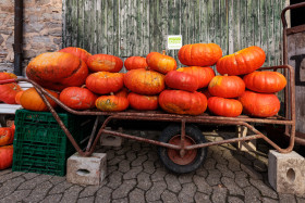 Stock Image: pumpkins on a trailer