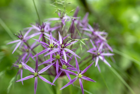 Stock Image: Purple allium flower grows in the garden macro close-up