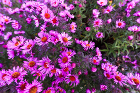 Stock Image: Purple Aster Flowers