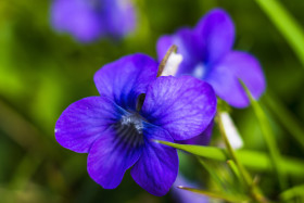 Stock Image: purple beautiful violet flower macro