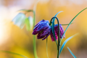 Stock Image: purple checkerboard flower yellow background