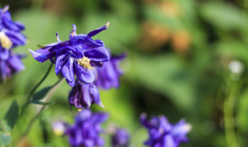 Stock Image: purple columbine flower