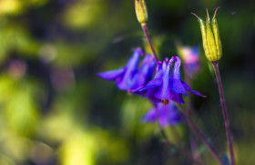 Stock Image: purple columbine flower