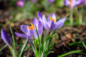 Stock Image: Purple Crocus Flower growing in a garden in spring