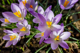 Stock Image: Purple Crocus Flowers view from top