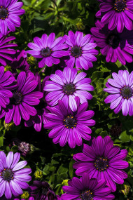 Stock Image: purple felicia amelloides - beautiful flower background