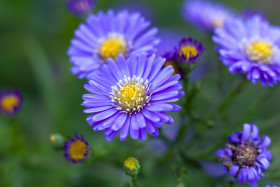 Stock Image: purple felicia amelloides flower