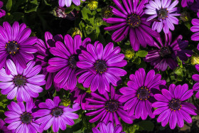 Stock Image: purple felicia amelloides flower