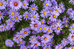 Stock Image: purple felicia amelloides flowers