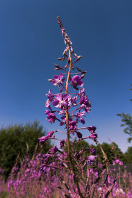 Stock Image: purple fireweed