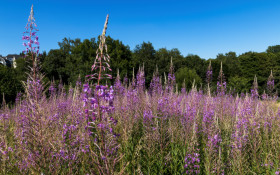 Stock Image: purple fireweed field