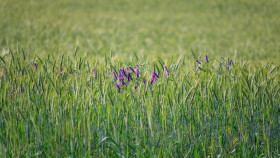 Stock Image: Purple flowers Skullcap in a rye field