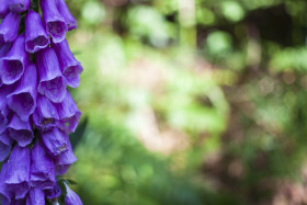 Stock Image: purple foxglove